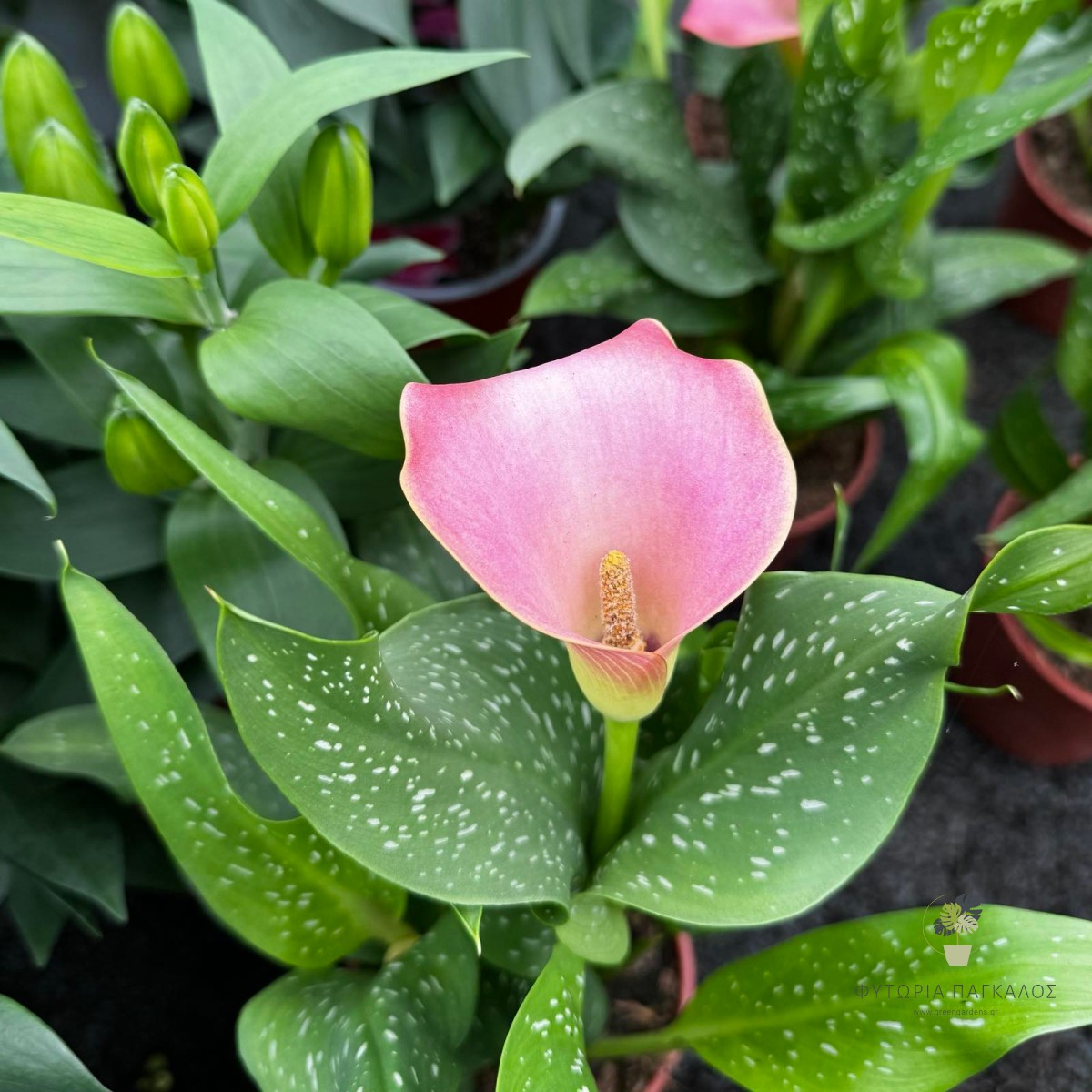 Κάλλα (Zantedeschia spp.) | Εντυπωσιακό Ανθοφόρο Φυτό - 1